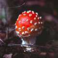 Alaska Young Agaric