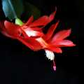 Home Christmas Cactus