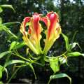 Home Gloriosa Lily