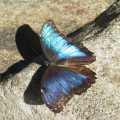 Canada Butterfly Conservatory