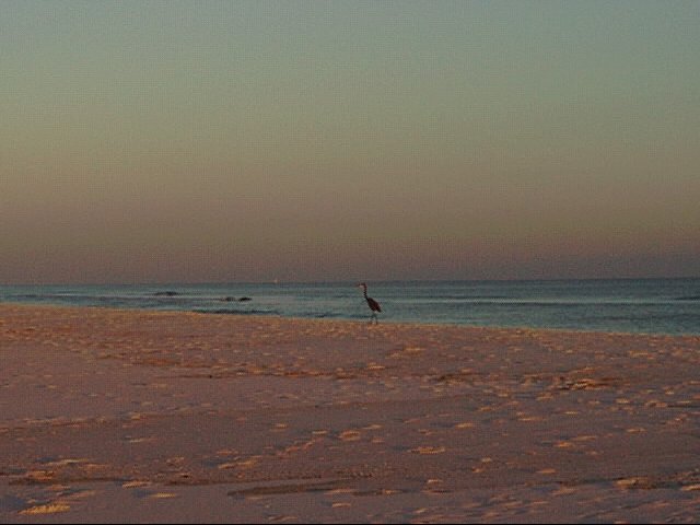Pacing heron at sundown image
