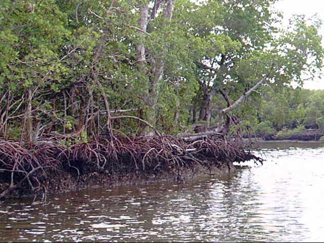 Mangrove island image