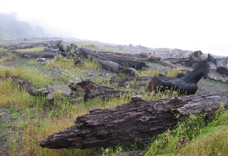 Foggy Oregon Short at Brookings Early Evening